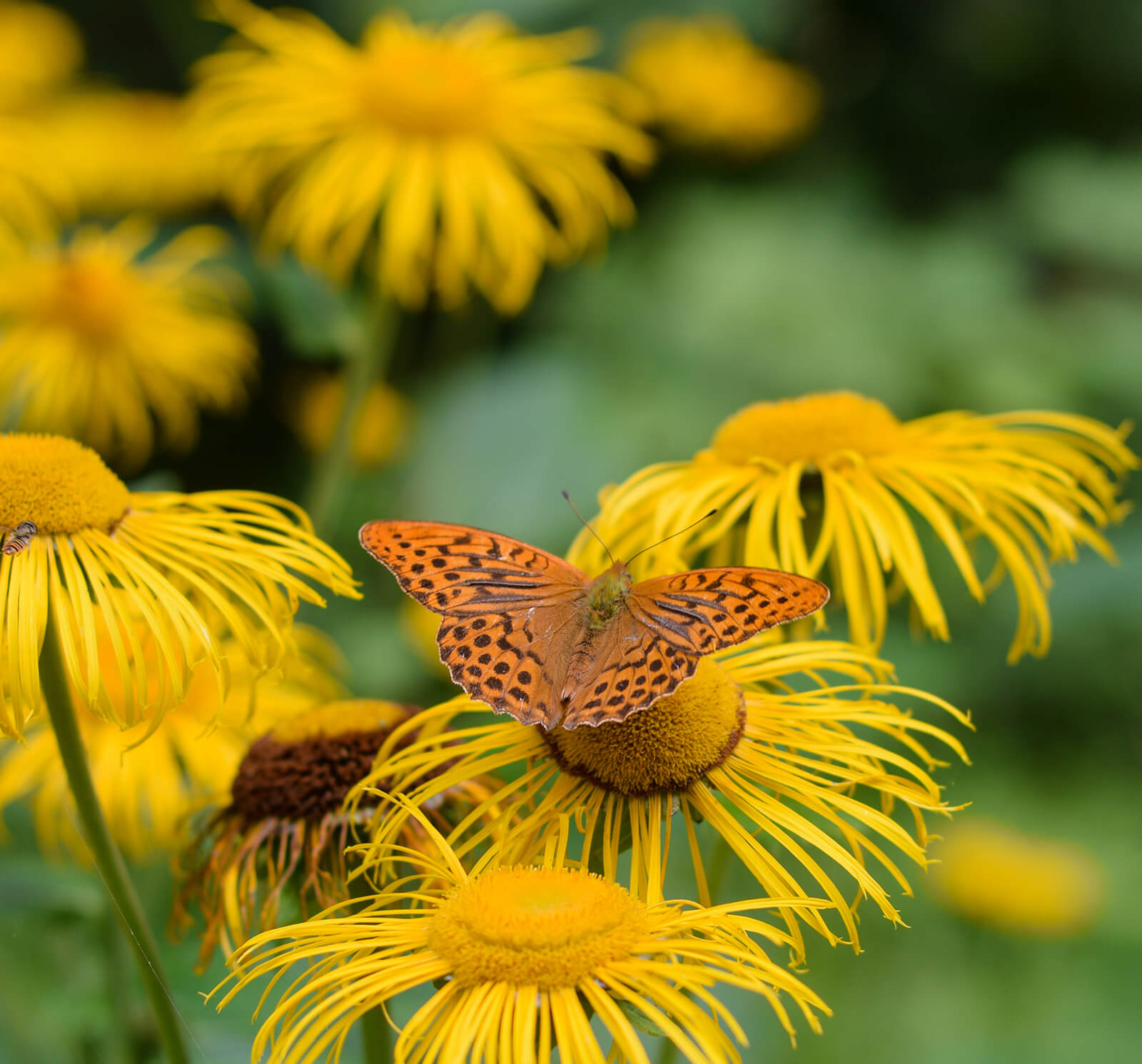 Gule blomster med en smuk sommerfugl på