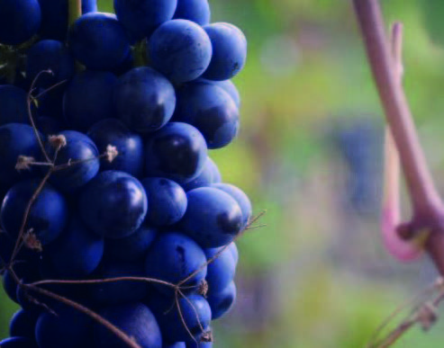 Viettis prestigefyldte druer