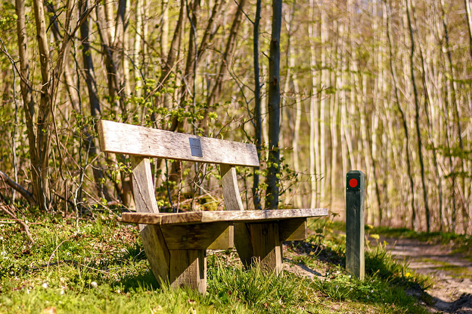 Tænkebænk naturen forår naturen springer ud