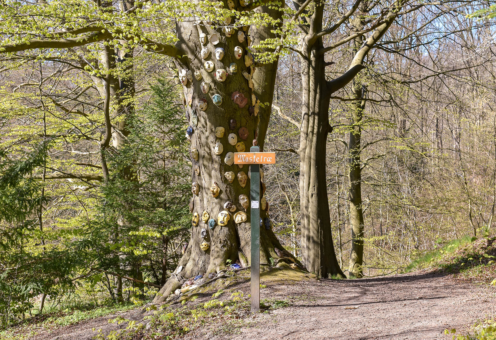 Et træ ved en sti i skoven. På træet hænger lermasker derfor kaldes træet masketræet.