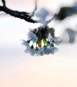 Blomst der springer ud i parken