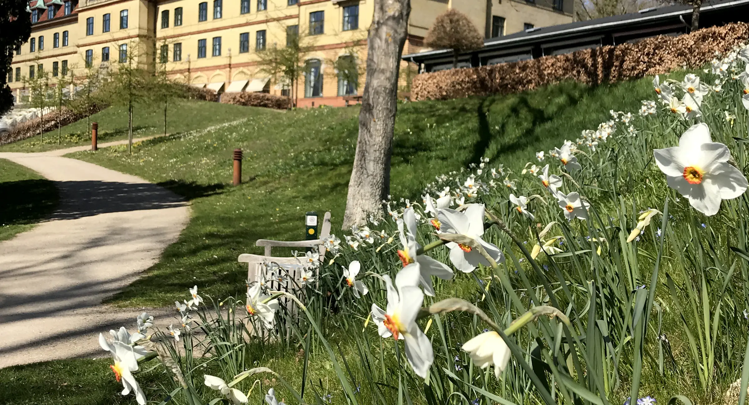 Hotellet og pinseblomster
