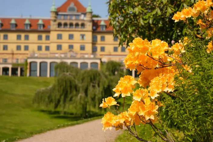 Hovedbygning med gule blomster foran